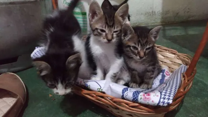 Gato ra a Nao indentificada idade 2 a 6 meses nome Filhotes