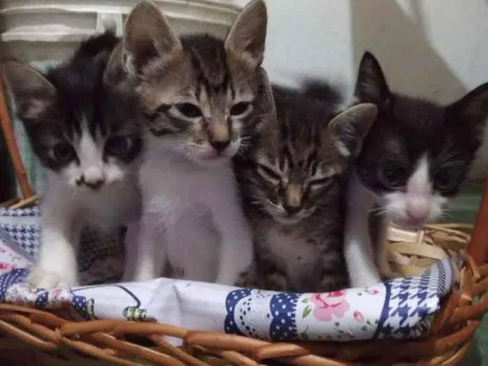 Gato ra a Nao indentificada idade 2 a 6 meses nome Filhotes