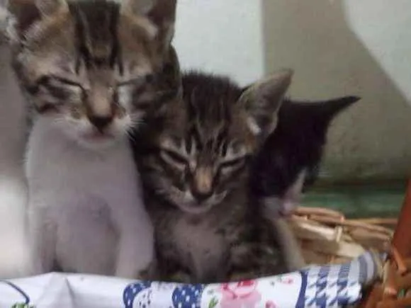 Gato ra a Nao indentificada idade 2 a 6 meses nome Filhotes
