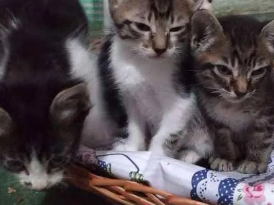 Gato ra a Nao indentificada idade 2 a 6 meses nome Filhotes