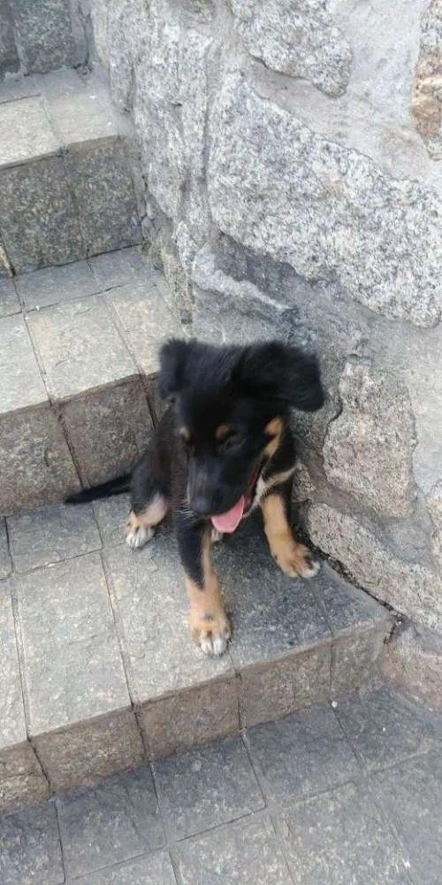 Cachorro raça Srd idade 2 a 6 meses nome A definir