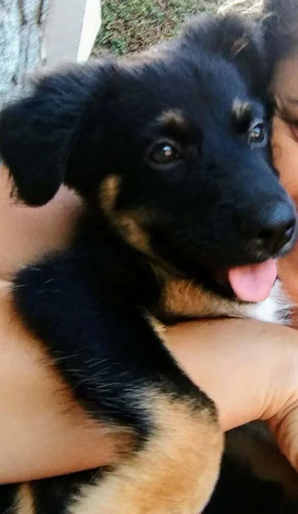 Cachorro raça Srd idade 2 a 6 meses nome A definir