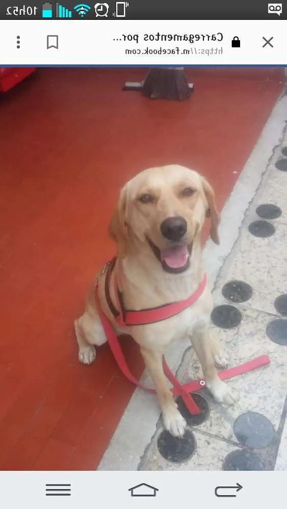 Cachorro raça Labrador idade 2 a 6 meses nome Creme