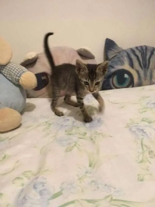 Gato ra a  idade 2 a 6 meses nome Nika