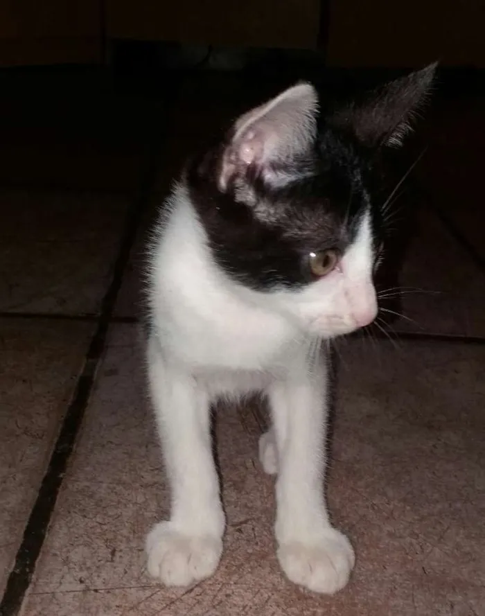 Gato ra a Desconheço idade 2 a 6 meses nome Darth