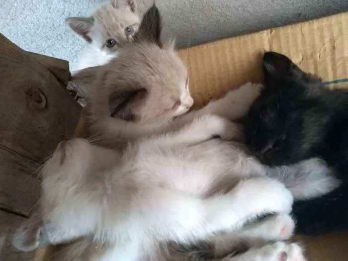 Gato ra a Indefinida idade  nome Filhotes