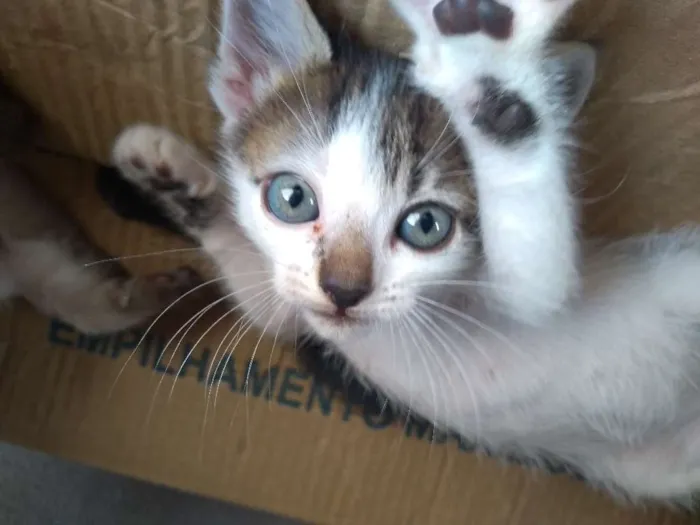 Gato ra a Indefinida idade  nome Filhotes