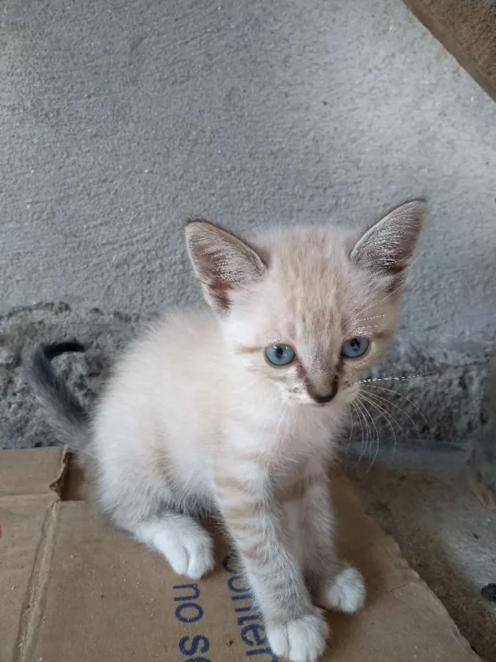 Gato ra a Indefinida idade  nome Filhotes