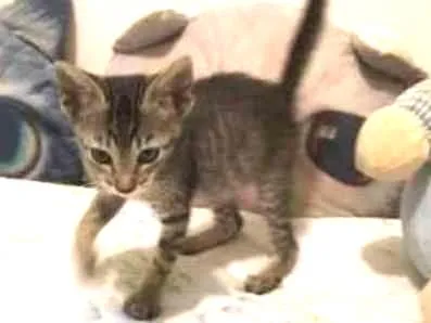 Gato ra a  idade 2 a 6 meses nome Nika