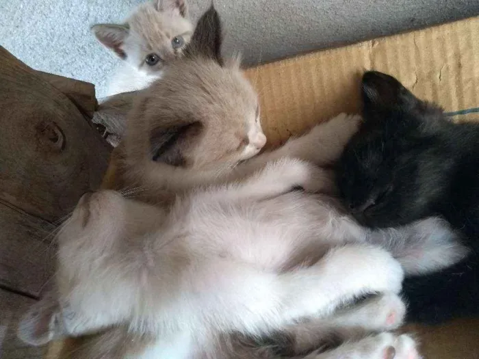 Gato ra a Indefinida idade  nome Filhotes
