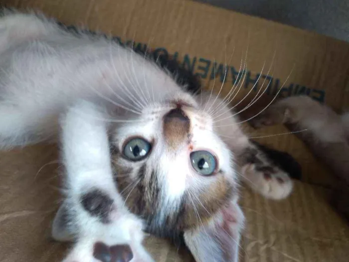 Gato ra a Indefinida idade  nome Filhotes