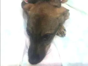Cachorro raça pincher idade 2 a 6 meses nome Bruninha