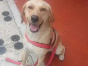 Cachorro raça Labrador idade 2 a 6 meses nome Creme