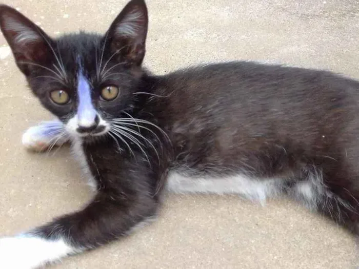 Gato ra a siames idade Abaixo de 2 meses nome Piti