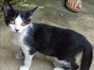 Gato raça siames idade Abaixo de 2 meses nome Popi