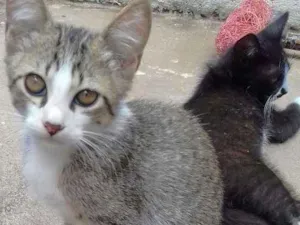 Gato raça siames idade Abaixo de 2 meses nome zizi