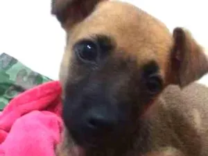 Cachorro raça  idade Abaixo de 2 meses nome Fiona