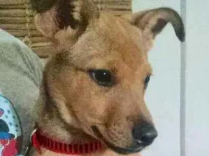Cachorro raça Sem Raça definida idade Abaixo de 2 meses nome Luzia