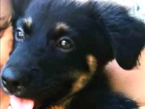 Cachorro raça Srd idade 2 a 6 meses nome A definir
