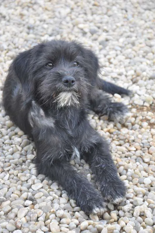 Cachorro ra a vira latas idade 2 a 6 meses nome sem nome