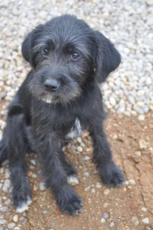 Cachorro ra a vira latas idade 2 a 6 meses nome sem nome