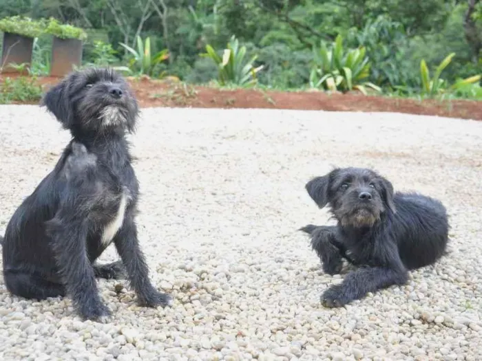 Cachorro ra a vira latas idade 2 a 6 meses nome sem nome