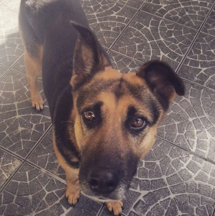 Cachorro ra a Pastor Alemão idade 6 ou mais anos nome Rubi
