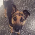 Rubi