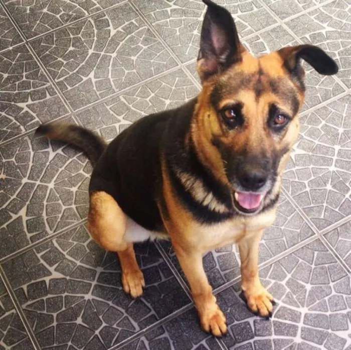 Cachorro ra a Pastor Alemão idade 6 ou mais anos nome Rubi