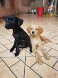 Susi e caramelo 