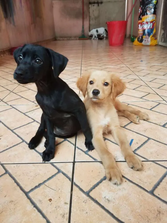Cachorro ra a Srd  idade 2 a 6 meses nome Susi e caramelo 