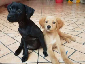 Cachorro raça Srd  idade 2 a 6 meses nome Susi e caramelo 