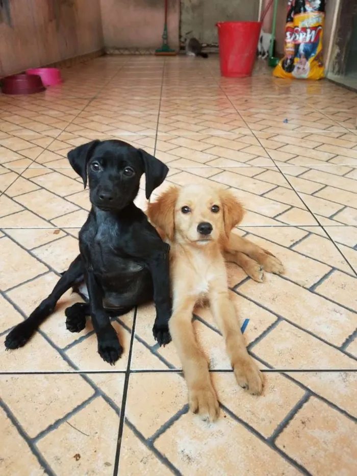 Cachorro ra a Srd  idade 2 a 6 meses nome Susi e caramelo 