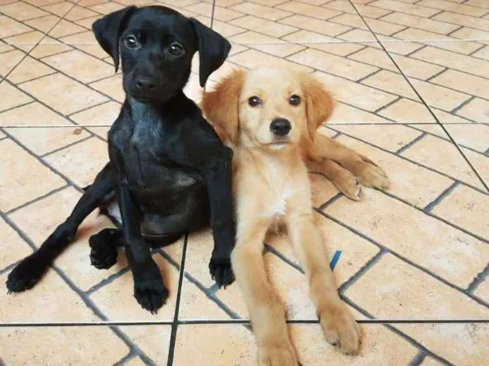 Cachorro ra a Srd  idade 2 a 6 meses nome Susi e caramelo 