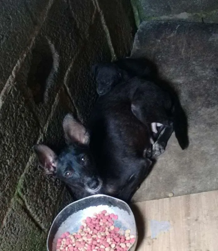 Cachorro ra a não definida  idade 3 anos nome Laysa 
