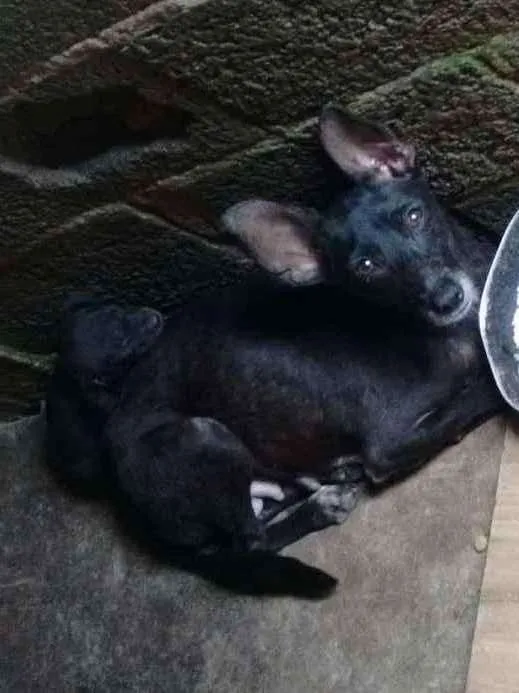 Cachorro ra a não definida  idade 3 anos nome Laysa 
