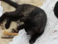 Kika