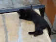 Kika