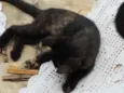 Kika