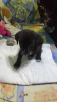 Trocinho