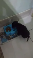 Trocinho
