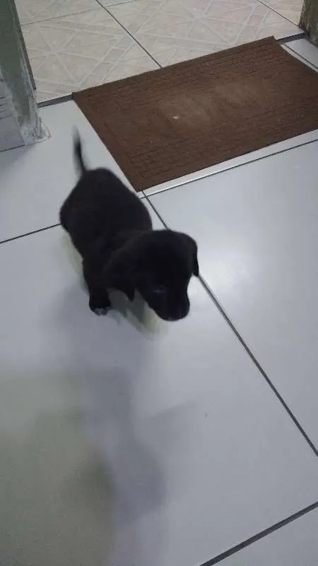 Cachorro ra a SRD idade 2 a 6 meses nome Trocinho