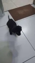 Trocinho