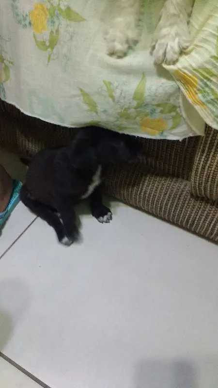 Cachorro ra a SRD idade 2 a 6 meses nome Trocinho