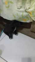 Trocinho