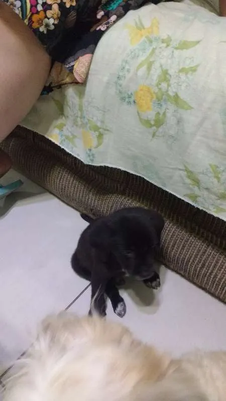 Cachorro ra a SRD idade 2 a 6 meses nome Trocinho