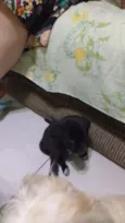Trocinho