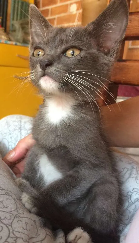 Gato ra a Sem raça definida  idade Abaixo de 2 meses nome Sem nome