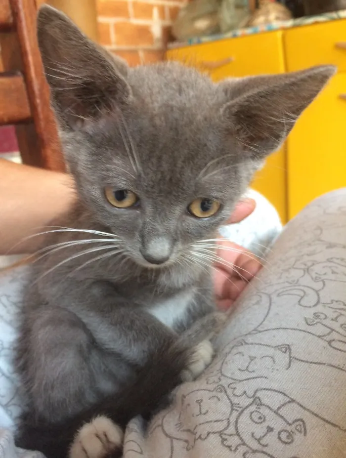 Gato ra a Sem raça definida  idade Abaixo de 2 meses nome Sem nome