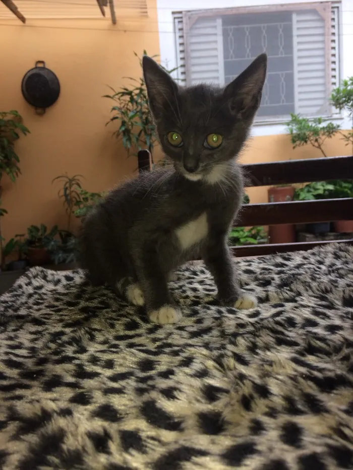 Gato ra a Sem raça definida  idade Abaixo de 2 meses nome Sem nome